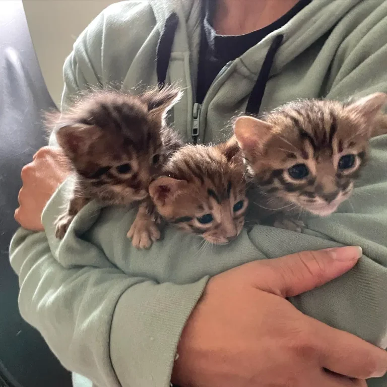Home-raised Savannah kittens at Sunpaw Savannahs