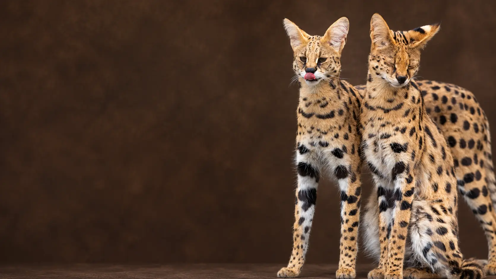SAVANNAH KITTENS FOR SALE
